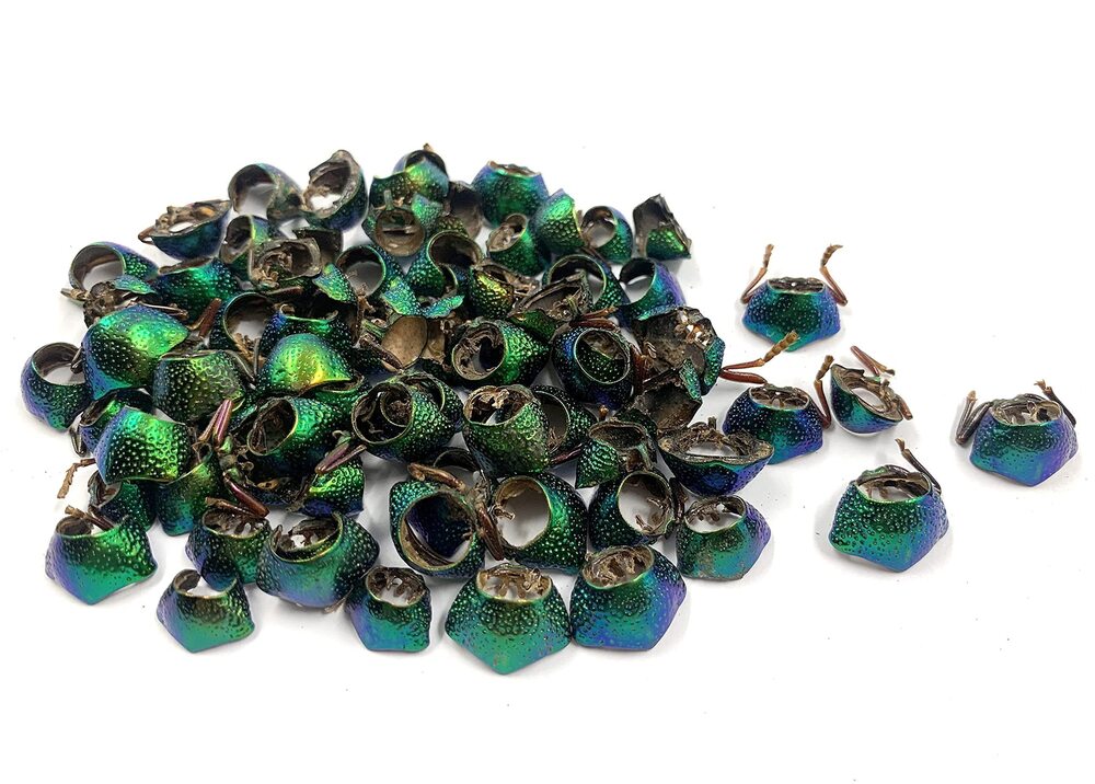 7388 UNDRILL No-Hole 100 Pcs Jewel Beetle Elytra Natural Wings for Art